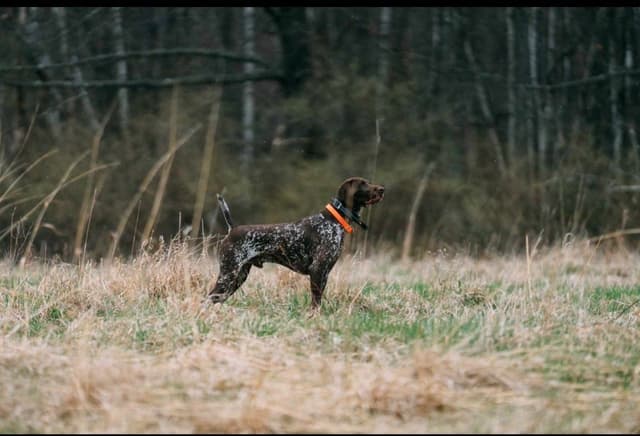 German Shorthaired Pointer Puppies media 12
