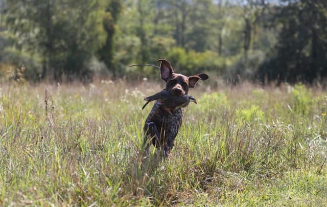 German Shorthaired Pointer Puppies media 13