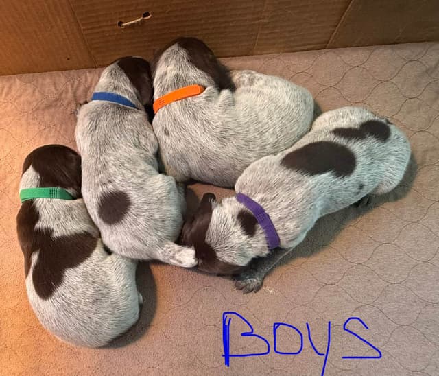 German Shorthaired Pointer Puppies media 6