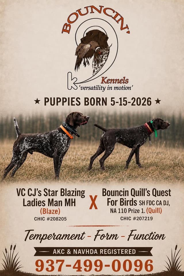 German Shorthaired Pointer Puppies media 15