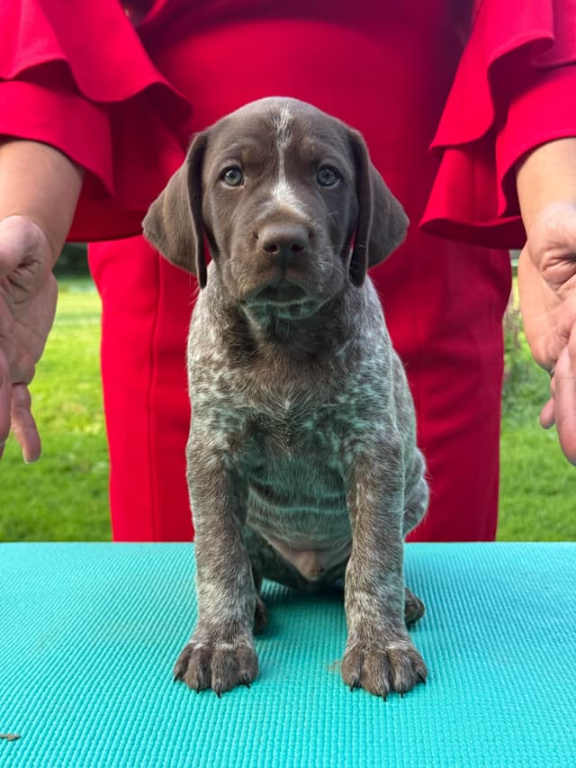 German Shorthaired Pointer Puppies media 2