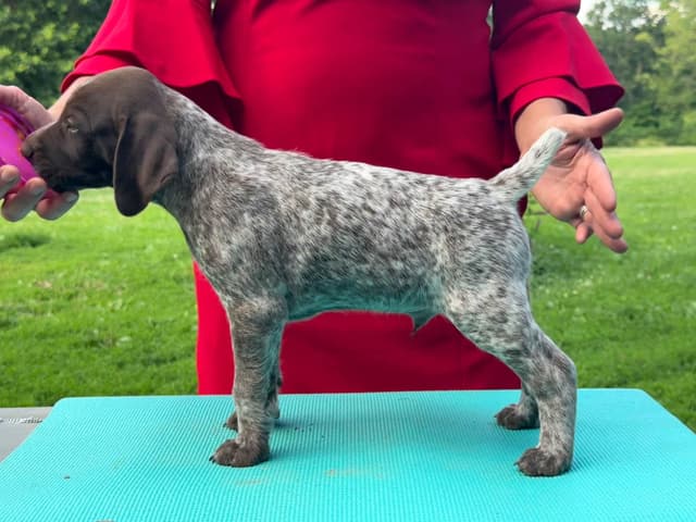 German Shorthaired Pointer Puppies media 3