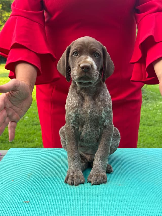 German Shorthaired Pointer Puppies media 4