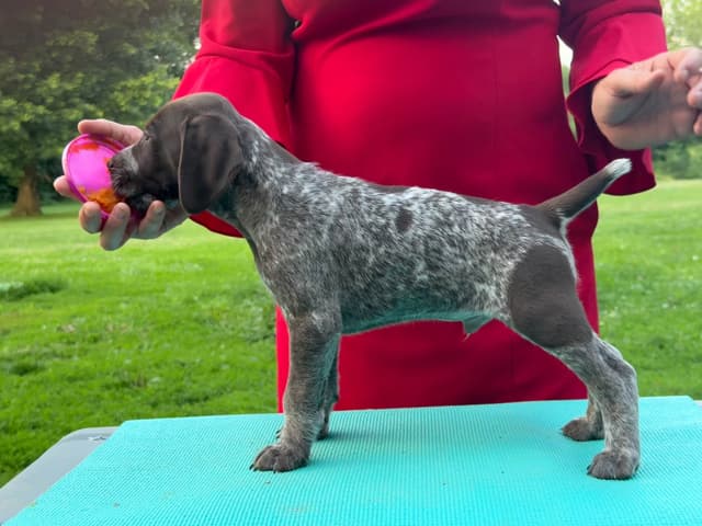 German Shorthaired Pointer Puppies media 5