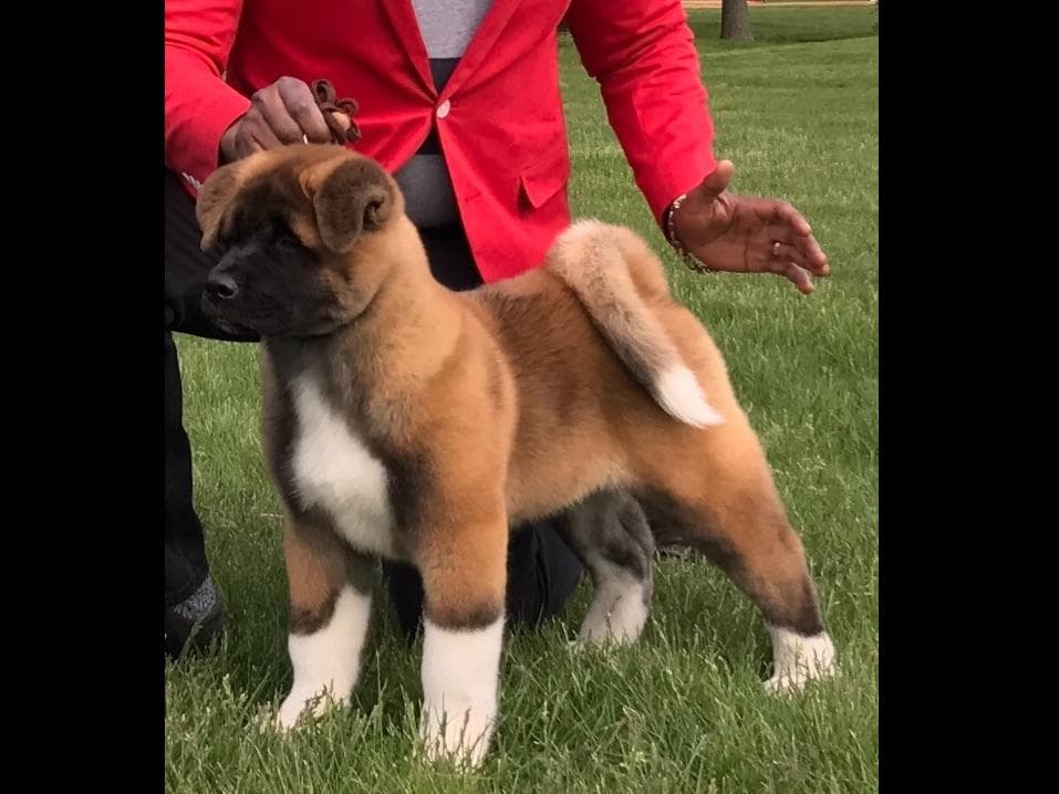 American Akita Puppies - Champion Blood Lines - OFA health Tested - NJ breeder image 7