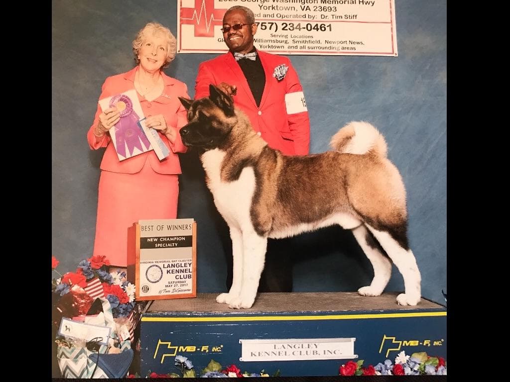 American Akita Puppies - Champion Blood Lines - OFA health Tested - NJ breeder image 5
