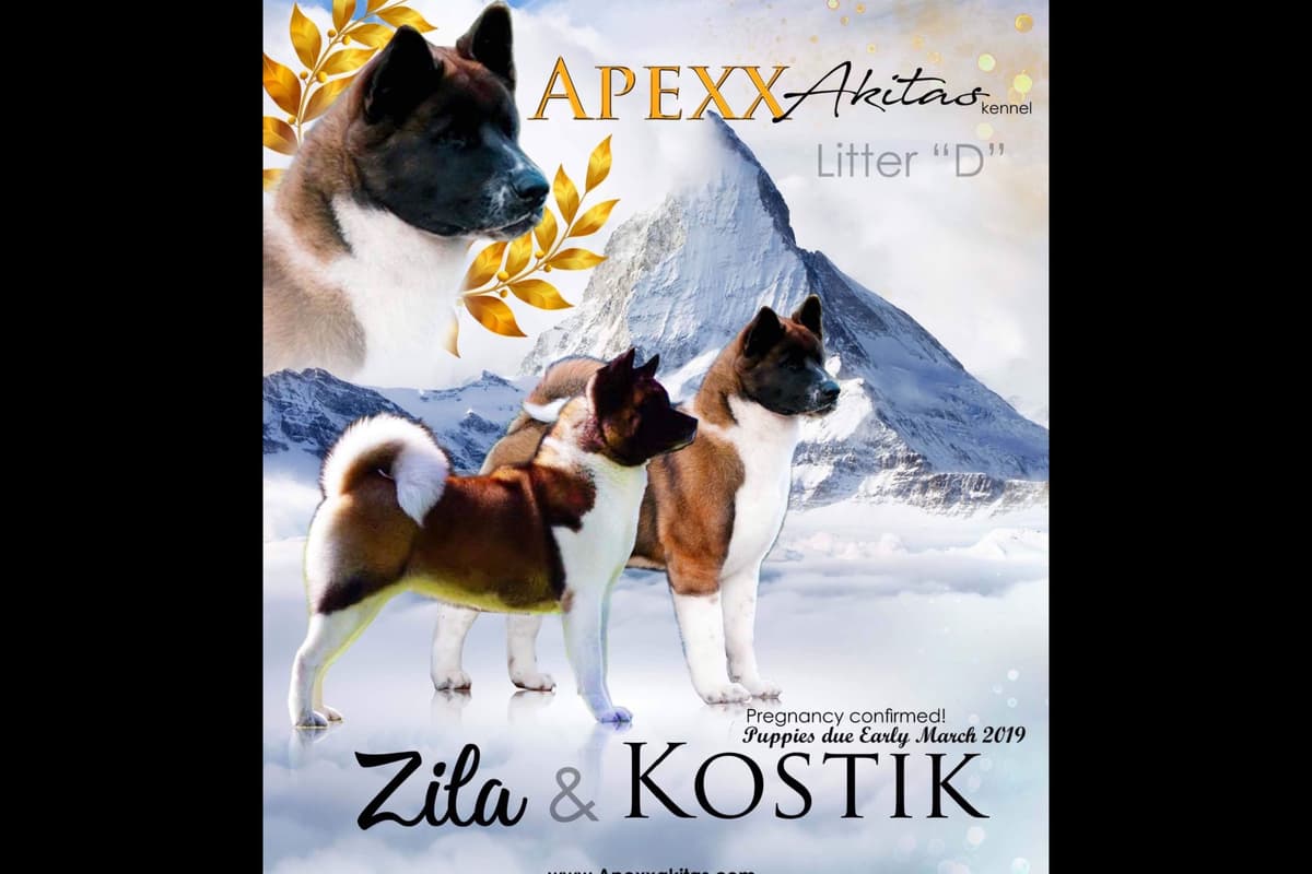 American Akita Puppies - Champion Blood Lines - OFA health Tested - NJ breeder image 3