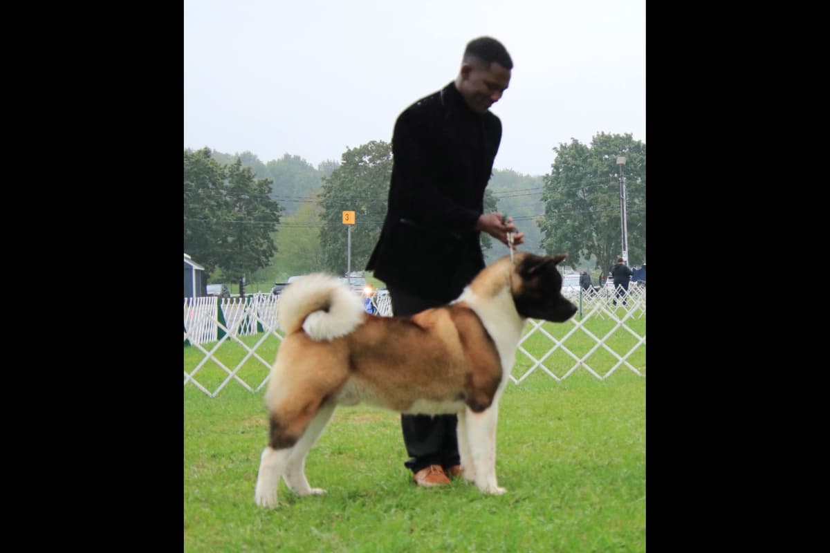 American Akita Puppies - Champion Blood Lines - OFA health Tested - NJ breeder image 10