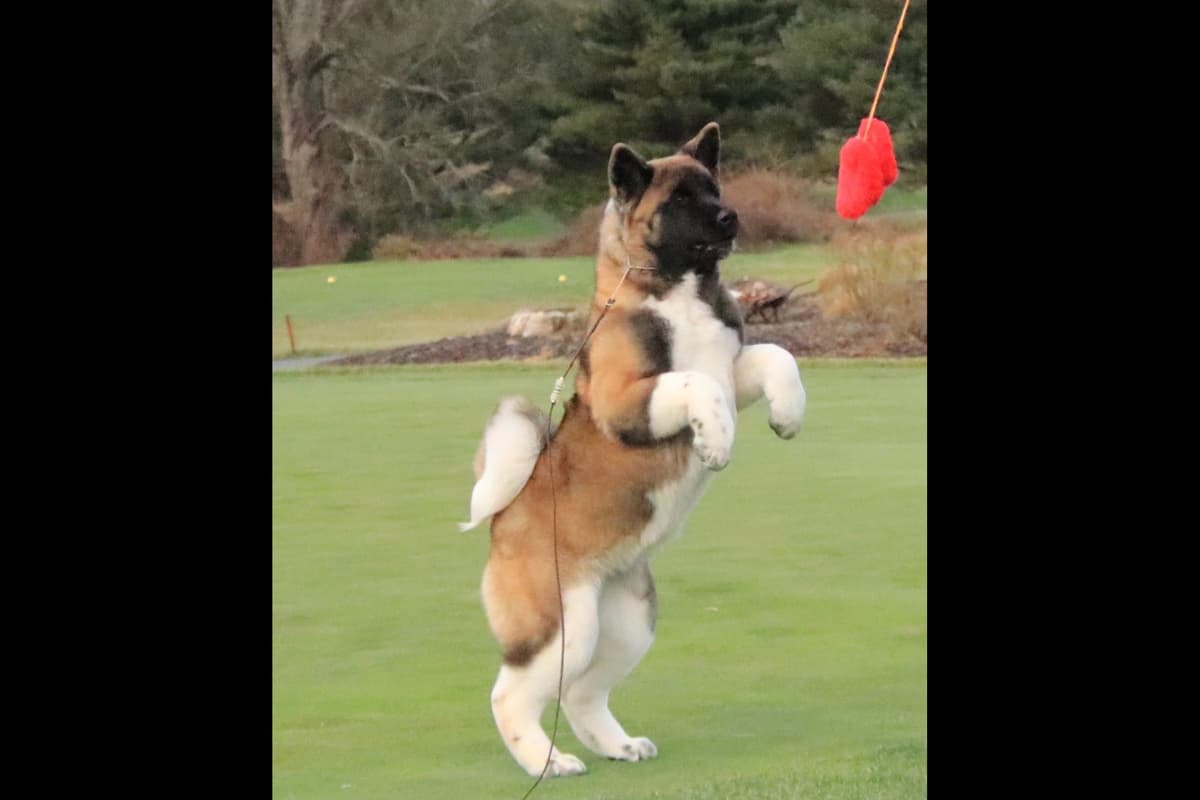 American Akita Puppies - Champion Blood Lines - OFA health Tested - NJ breeder image 12