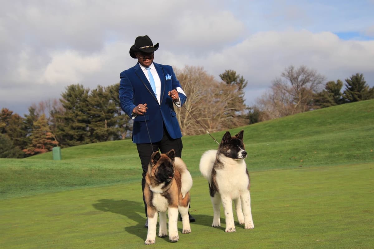 American Akita Puppies - Champion Blood Lines - OFA health Tested - NJ breeder image 13