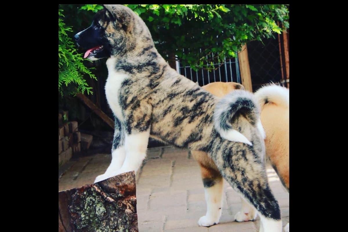 American Akita Puppies - Champion Blood Lines - OFA health Tested - NJ breeder image 14