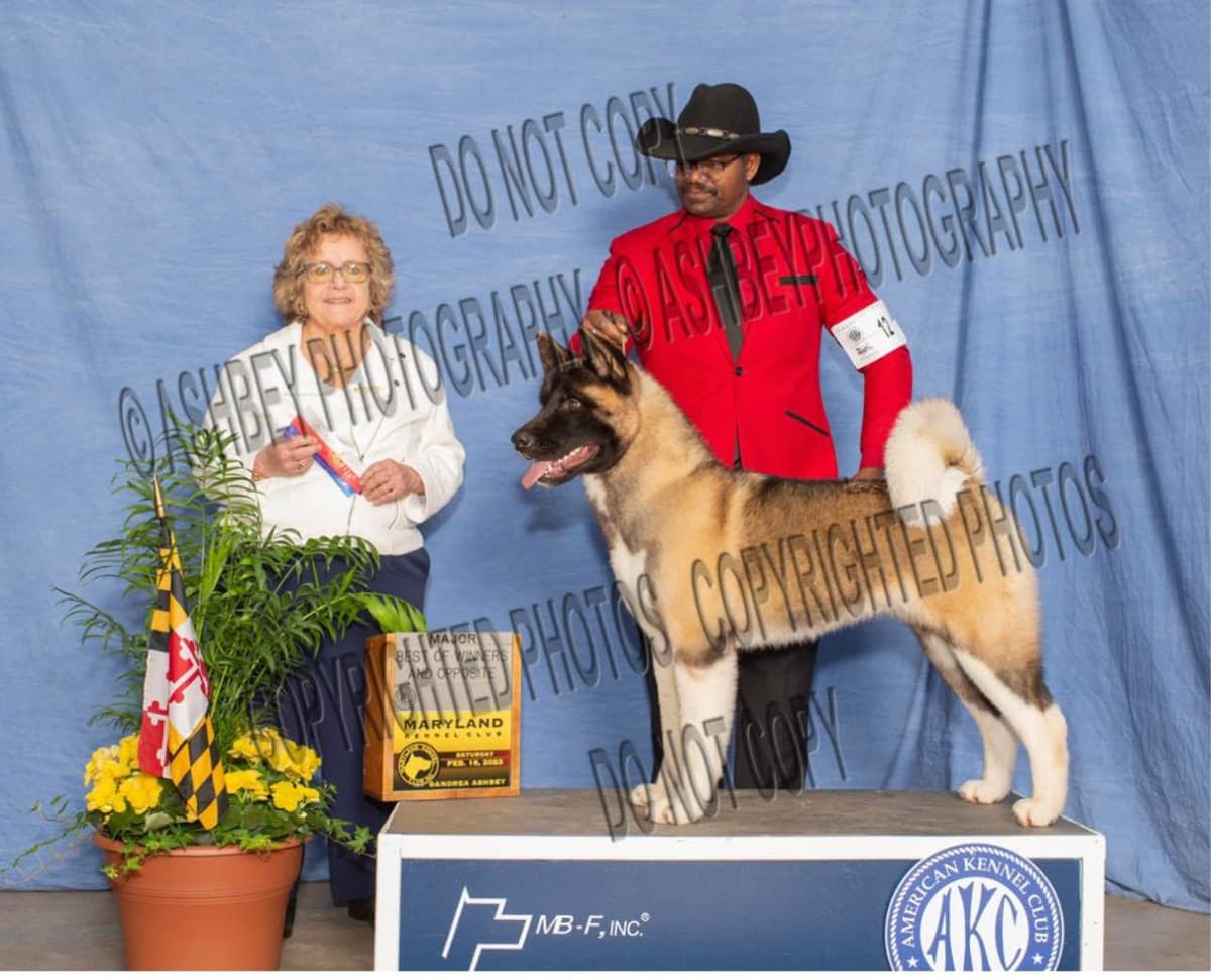 American Akita Puppies - Champion Blood Lines - OFA health Tested - NJ breeder image 16