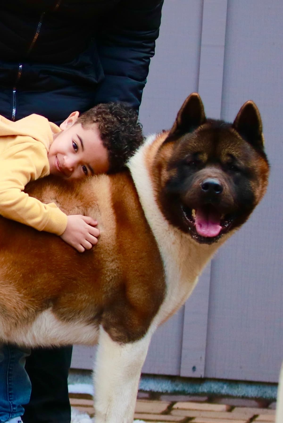 American Akita Puppies - Champion Blood Lines - OFA health Tested - NJ breeder image 1