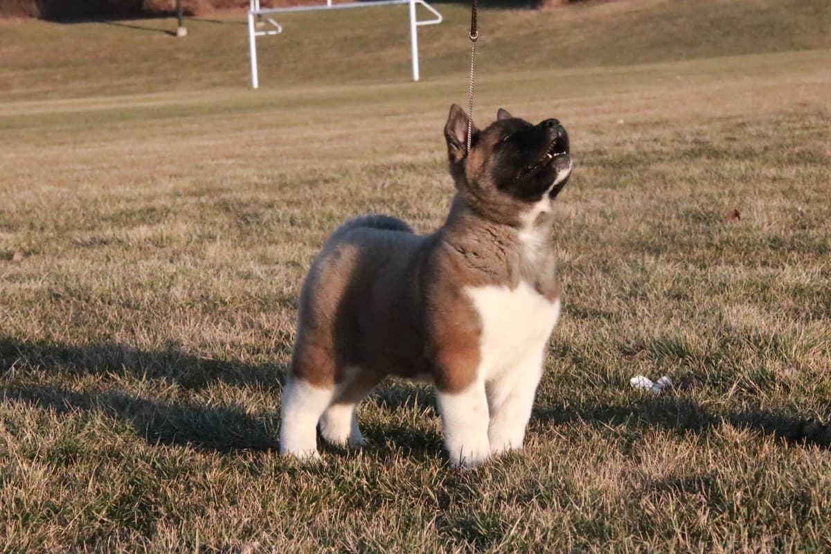 American Akita Puppies - Champion Blood Lines - OFA health Tested - NJ breeder image 24