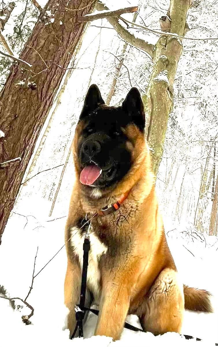 American Akita Puppies - Champion Blood Lines - OFA health Tested - NJ breeder image 21