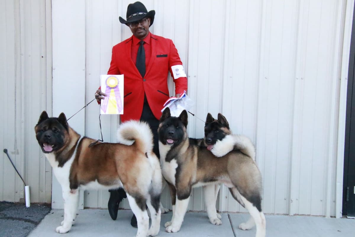 American Akita Puppies - Champion Blood Lines - OFA health Tested - NJ breeder image 25