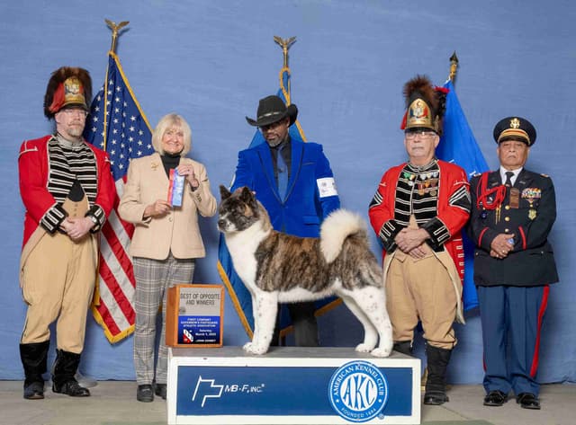 American Akita Puppies - Champion Blood Lines - OFA health Tested - NJ media 2