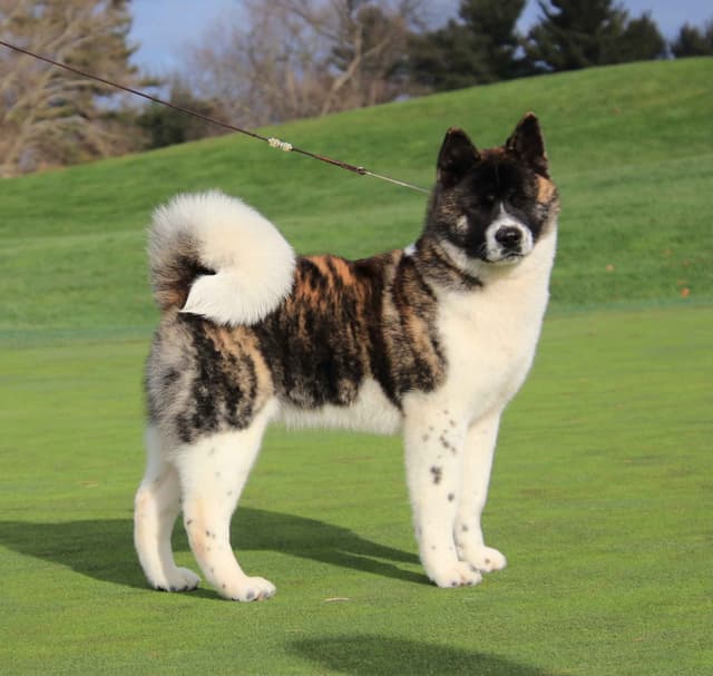 American Akita Puppies - Champion Blood Lines - OFA health Tested - NJ media 4