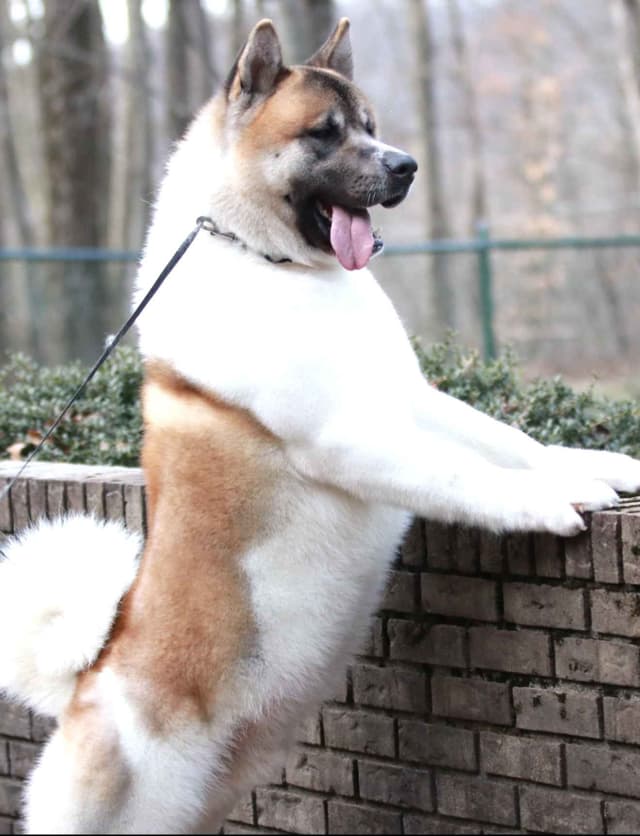 American Akita Puppies - Champion Blood Lines - OFA health Tested - NJ media 5