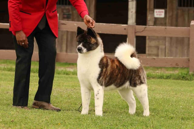 American Akita Puppies - Champion Blood Lines - OFA health Tested - NJ media 6