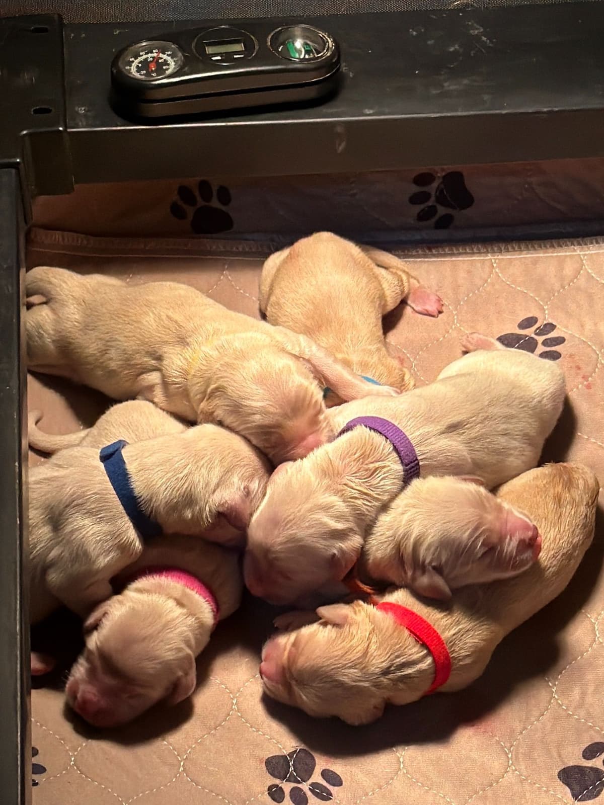 Golden Retriever Puppies in Cypress, Texas breeder image 4