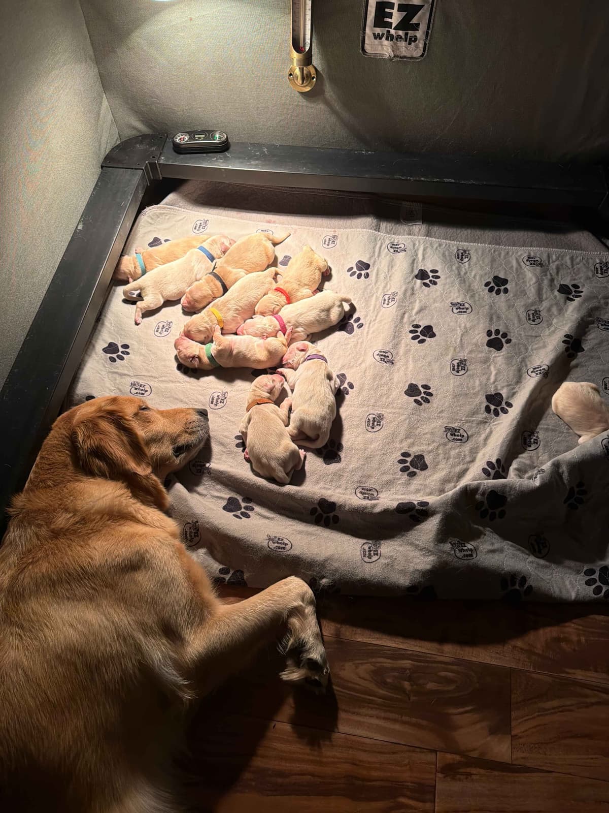 Golden Retriever Puppies in Cypress, Texas breeder image 3