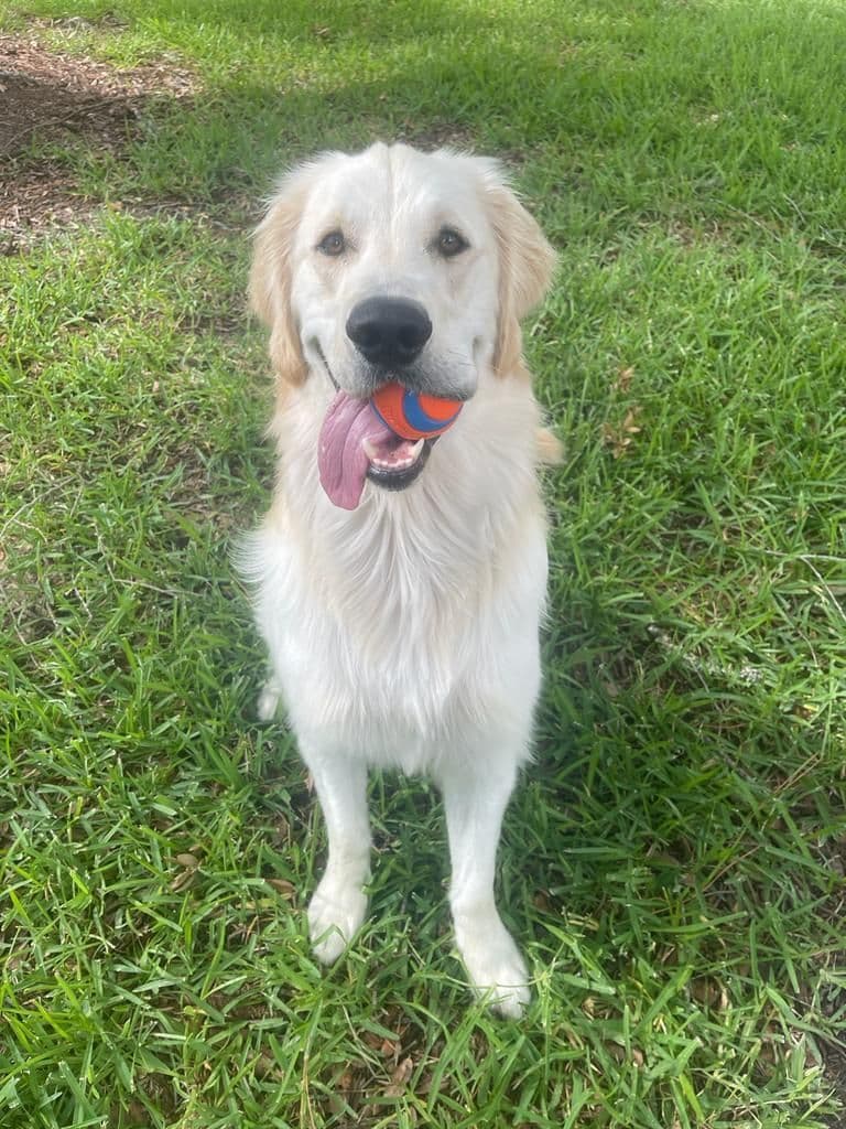Golden Retriever Puppies in Cypress, Texas breeder image 5