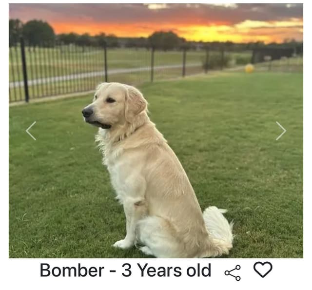 Golden Retriever Puppies in Cypress, Texas media 3