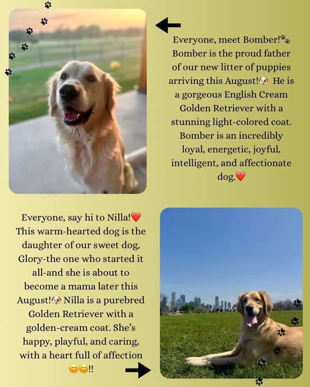 Golden Retriever Puppies in Cypress, Texas media 5