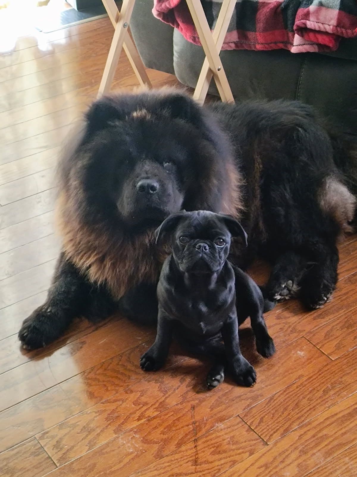 Chow Chow Puppies breeder image 2