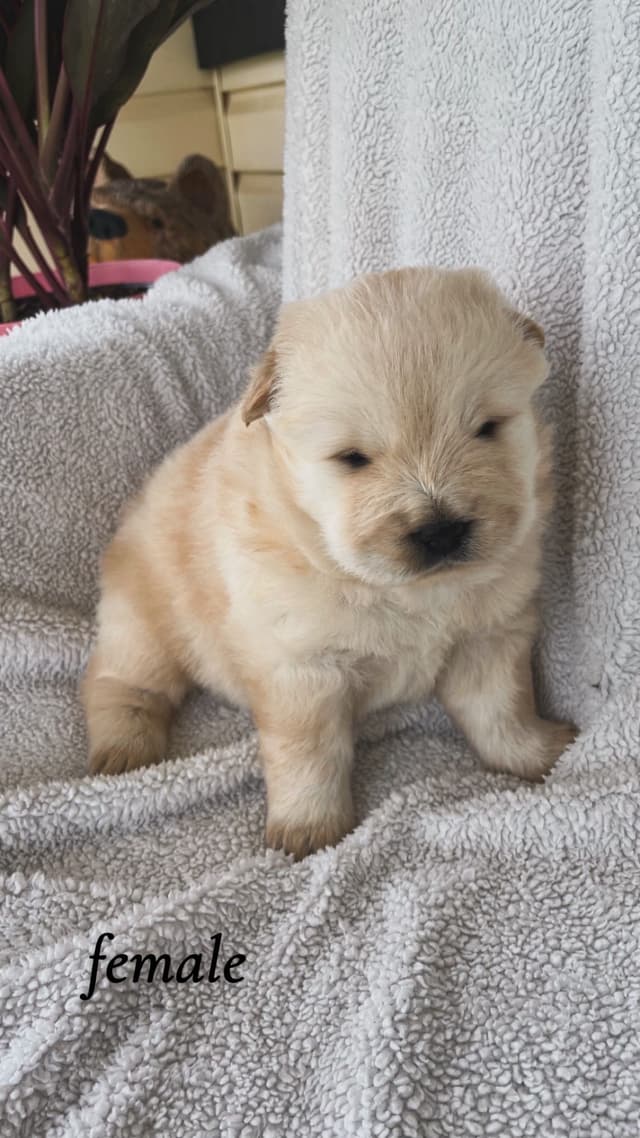 Chow Chow Puppies media 2