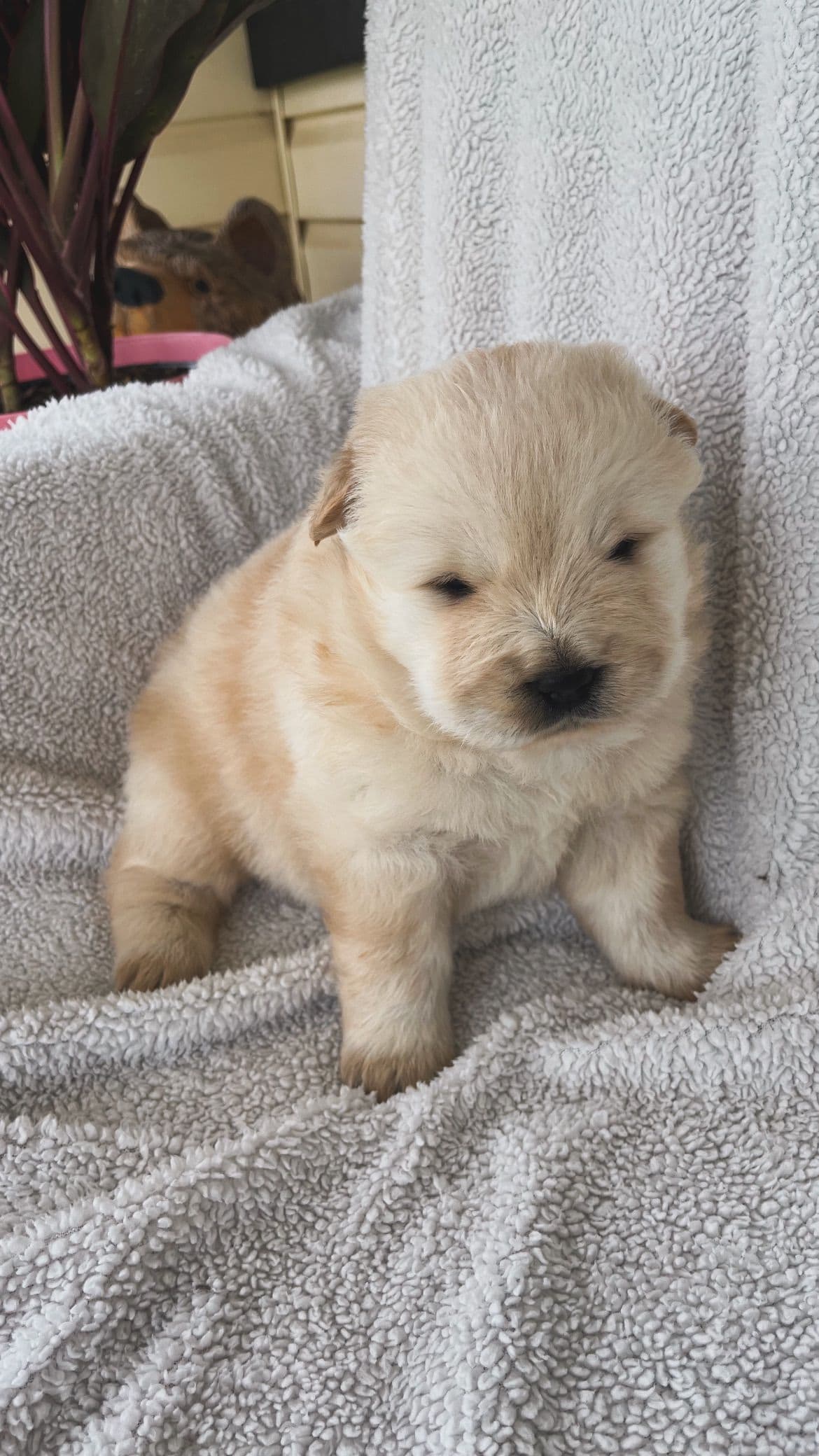 Chow Chow Puppies breeder image 3
