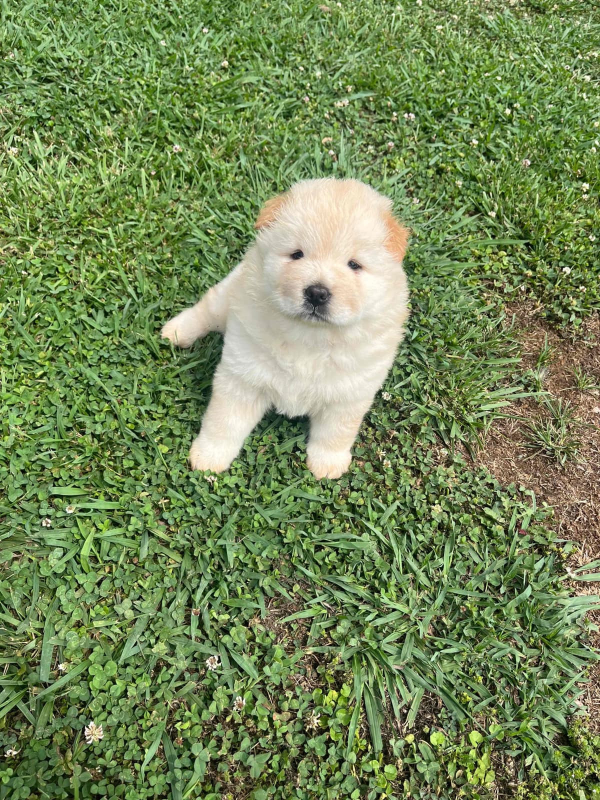 Chow Chow Puppies breeder image 4