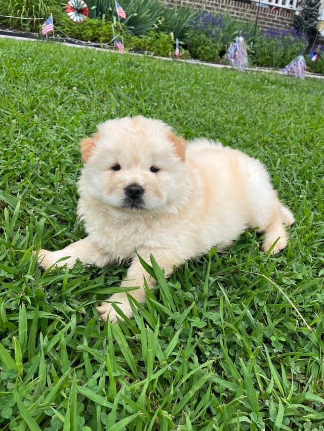 Chow Chow Puppies media 3