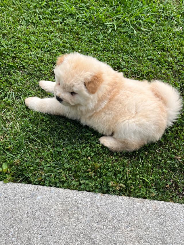 Chow Chow Puppies media 4
