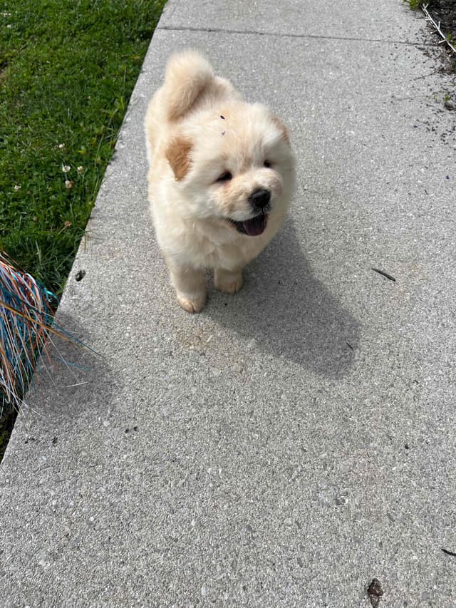 Chow Chow Puppies media 5