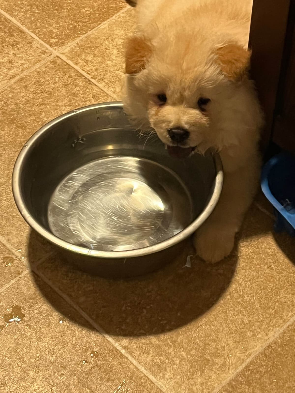 Chow Chow Puppies breeder image 5