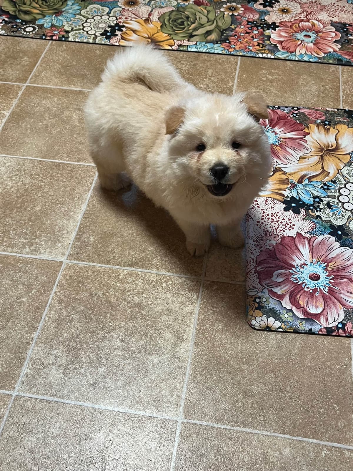 Chow Chow Puppies breeder image 6