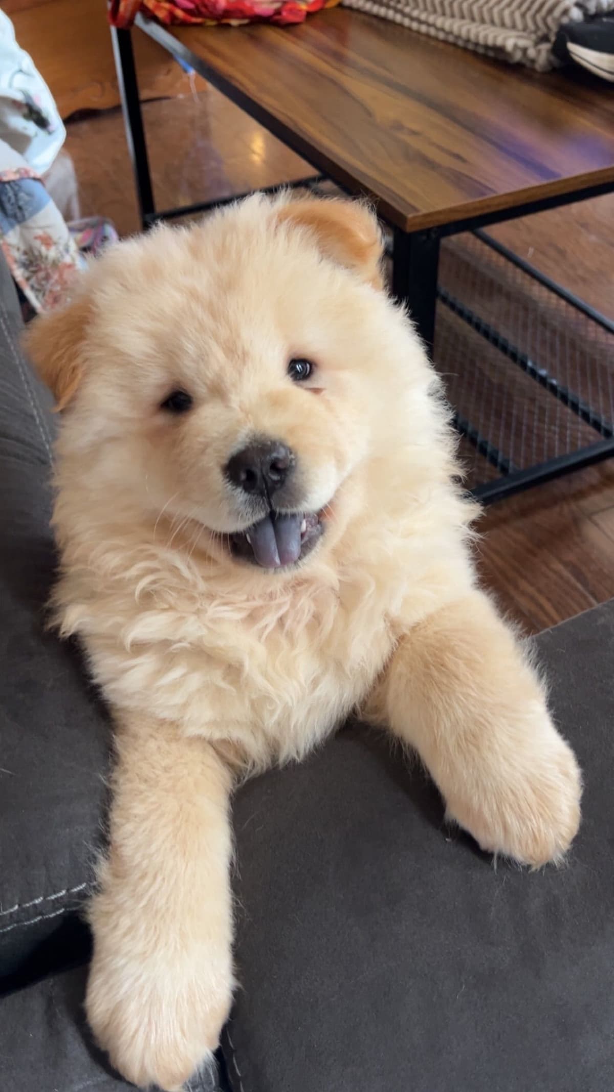 Chow Chow Puppies breeder image 7