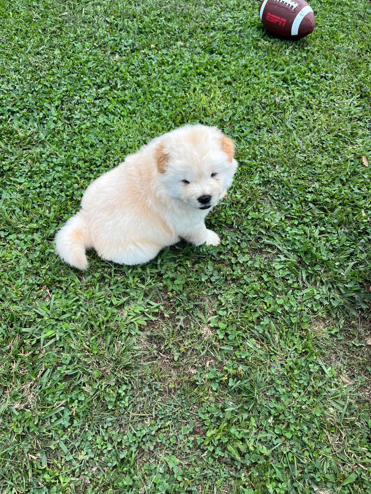 Chow Chow Puppies breeder image 8