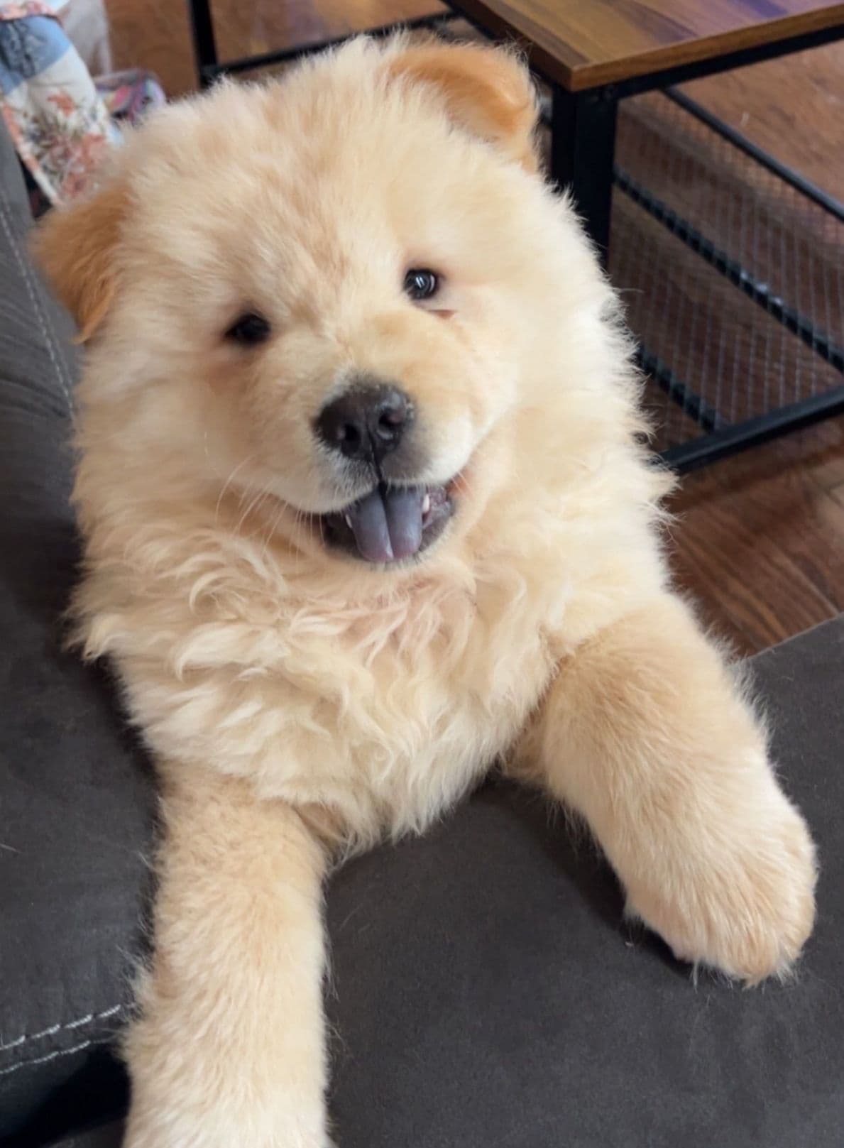 Chow Chow Puppies breeder image 9