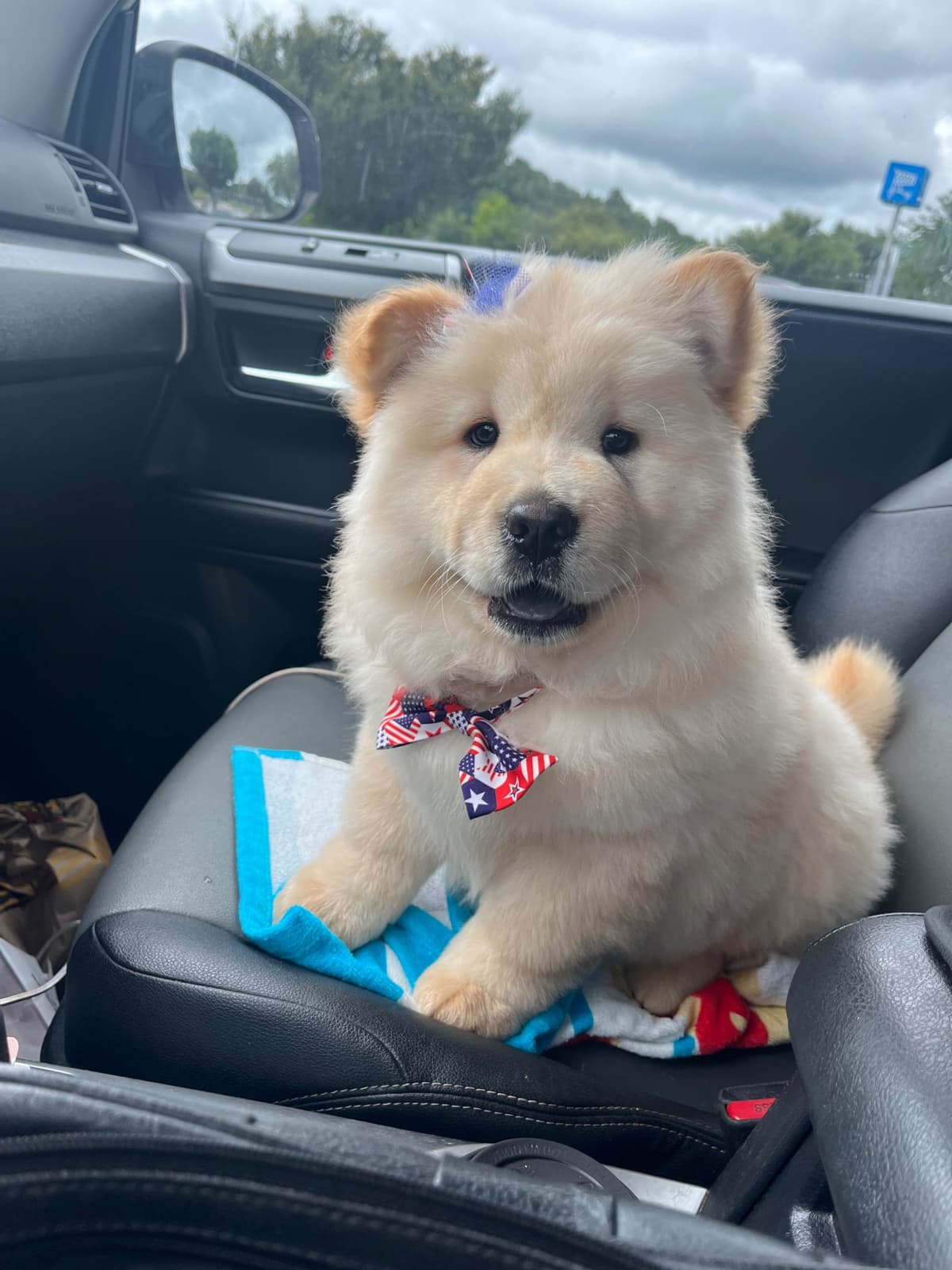 Chow Chow Puppies breeder image 11
