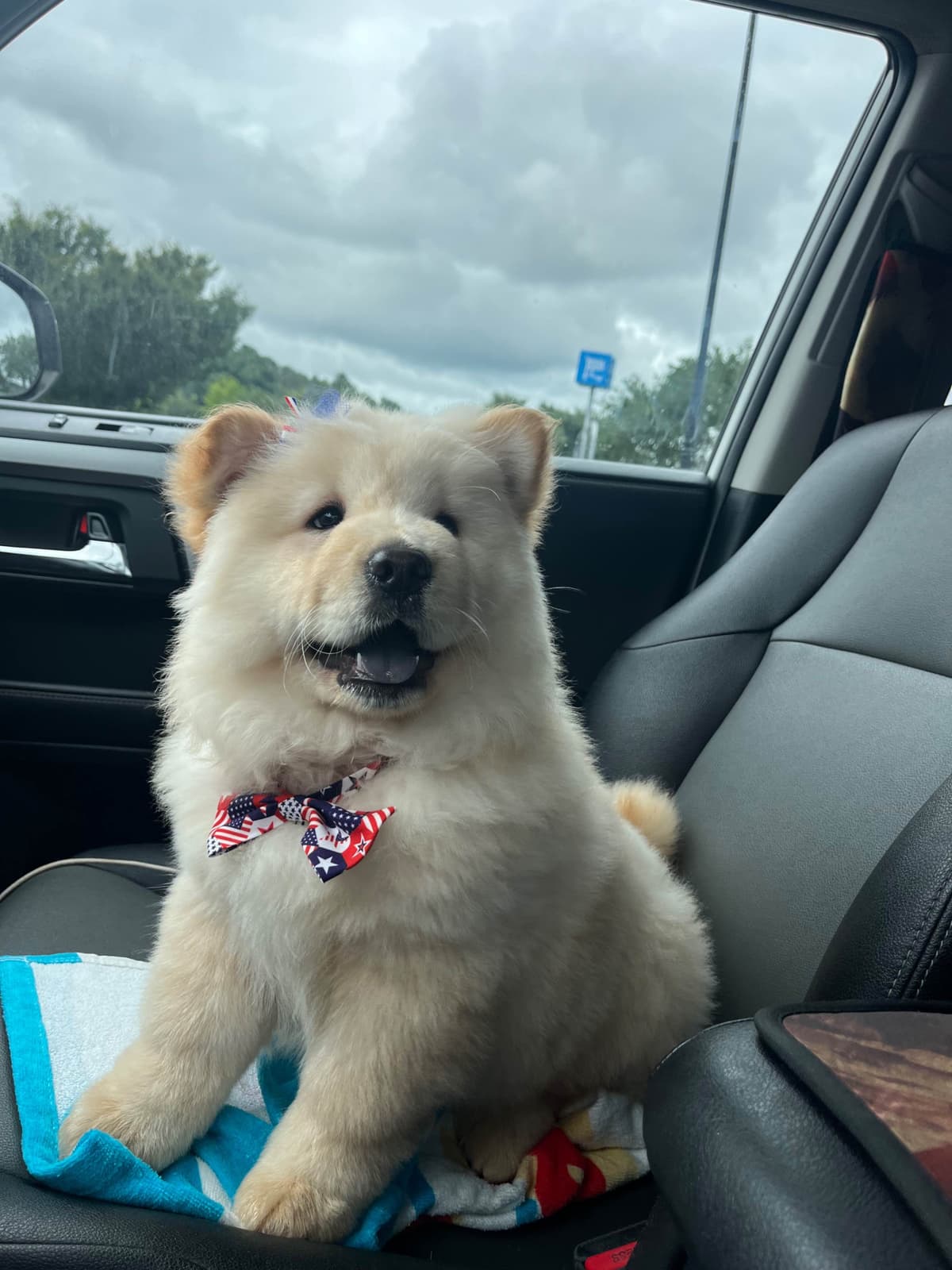 Chow Chow Puppies breeder image 12