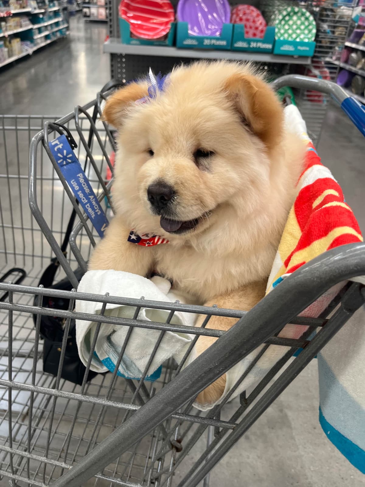 Chow Chow Puppies breeder image 13