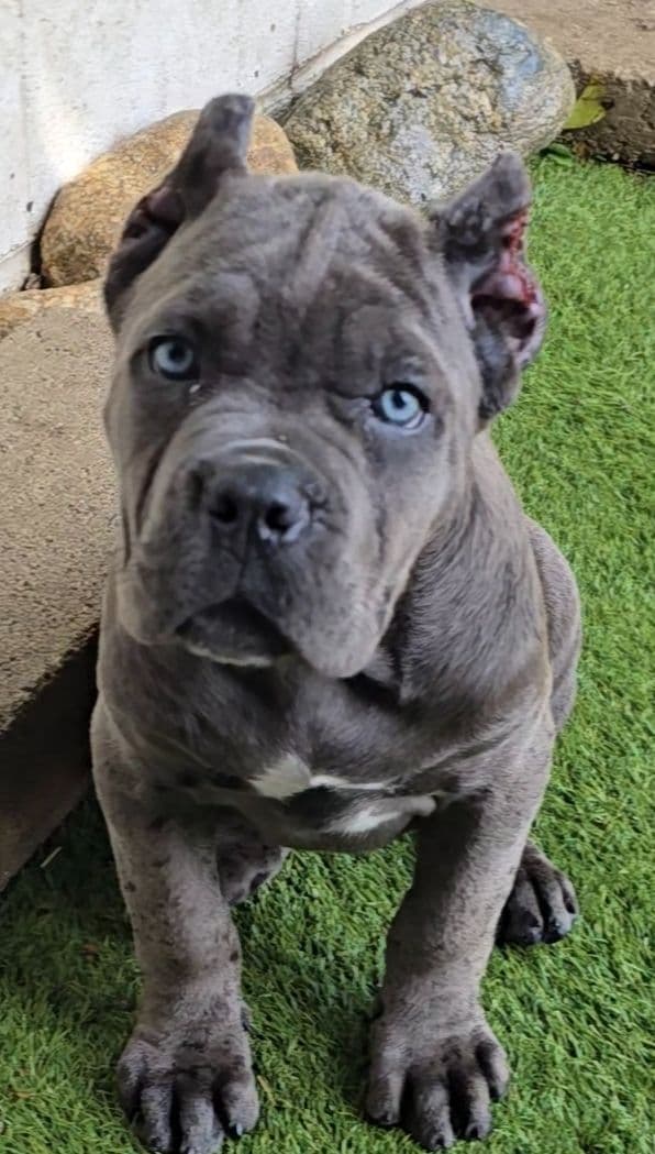 Cane Corso Puppies since 2007 media 4
