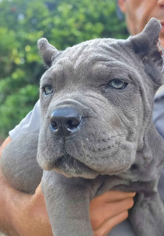 Cane Corso Puppies since 2007 media 3