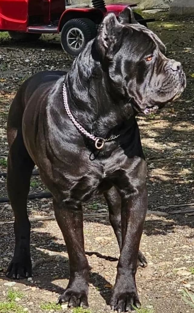 Cane Corso Puppies since 2007 media 6