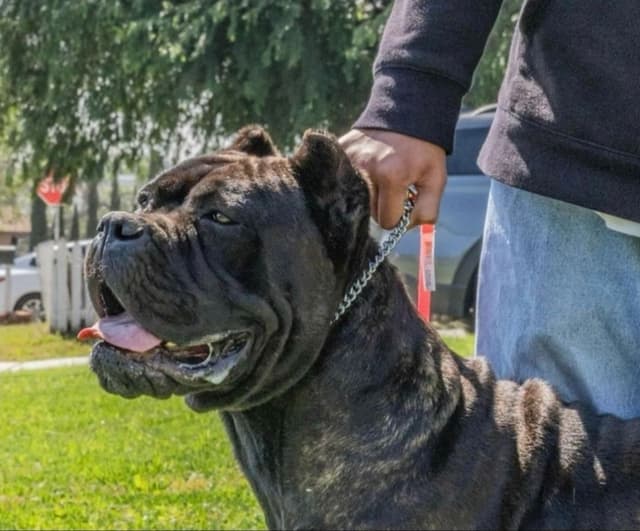 Cane Corso Puppies since 2007 media 7