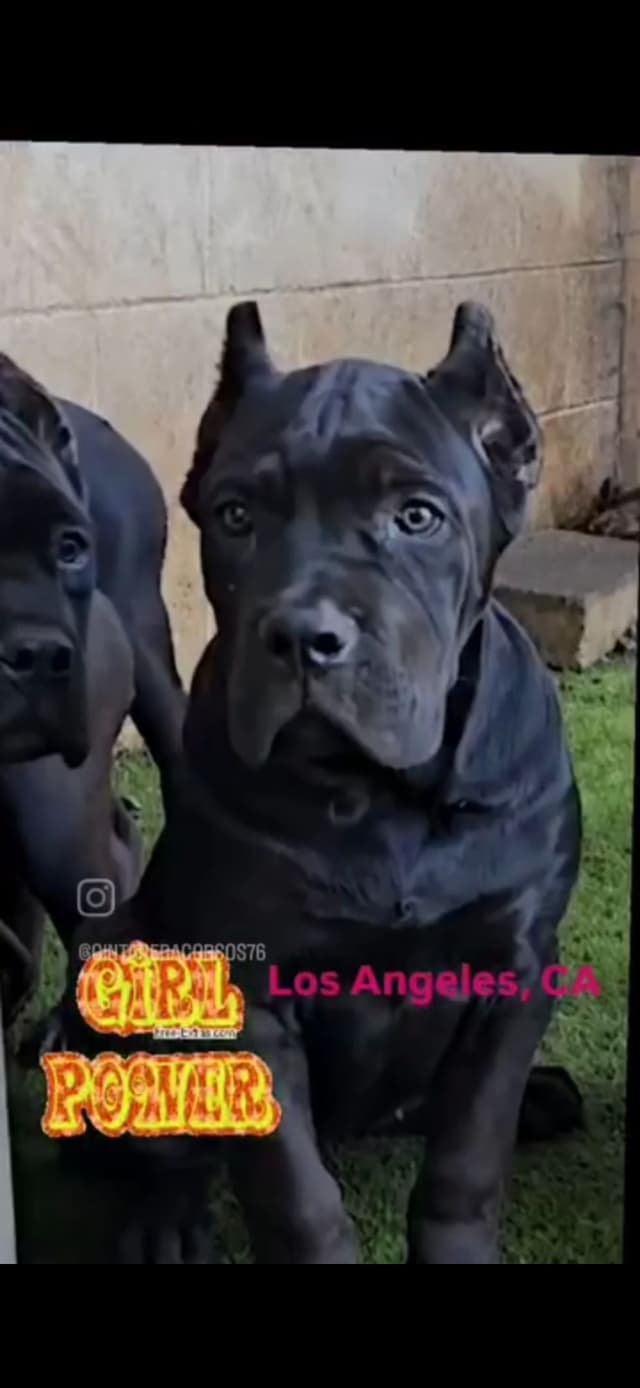 Cane Corso Puppies since 2007 media 10