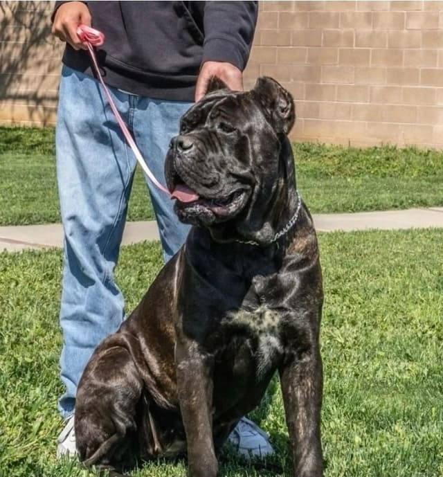Cane Corso Puppies since 2007 media 8